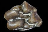 Oligocene Horse (Mesohippus) Tooth - South Dakota #73641-1